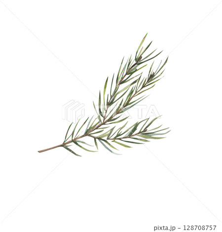 Christmas green spruce watercolor illustration. Isolated evergreen branch and fir clipart, New year and winter season floral decor for poster, card, banner design. Forest natural botanical element Christmas green spruce watercolor illustration. Isolated evergreen branch and fir clipart, New year and winter season floral decor for poster, card, banner design. Forest natural botanical element 128708757