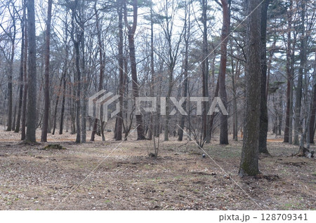 雑木林（赤城自然園／群馬県渋川市） 128709341