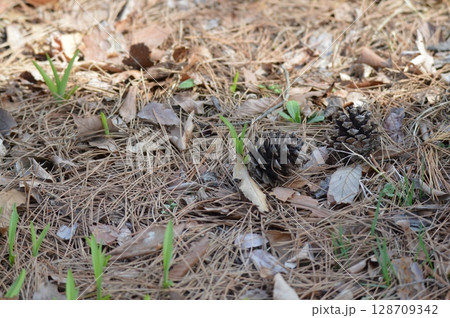 まつぼっくり（赤城自然園／群馬県渋川市） 128709342