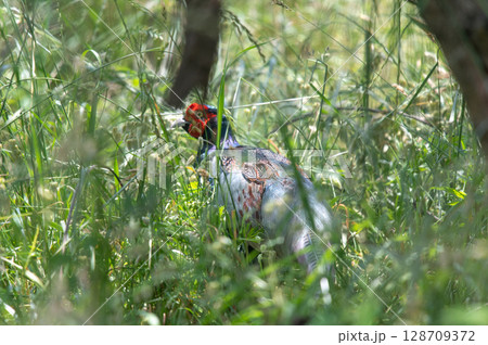 【春の草むら】広島・太田川の自然に佇むキジ（日本の国鳥・雄） 128709372