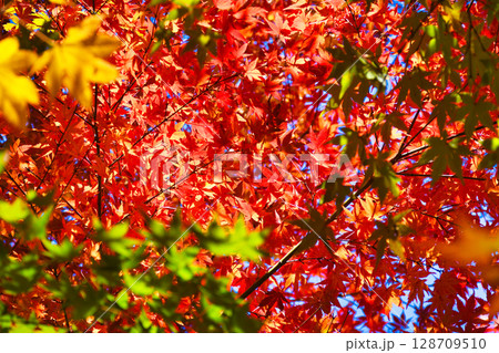 鎌倉　一条恵観山荘の美しい紅葉（神奈川県鎌倉市） 128709510