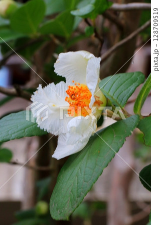 白い沙羅の花 128709519