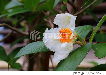 白い沙羅の花 128709520