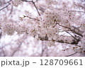 桜のささやき 128709661