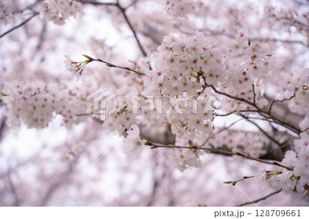 桜のささやき 桜のささやき 128709661
