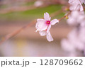 桜のささやき 128709662