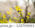 菜の花咲く道 128709663