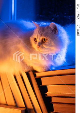 White fluffy cat resting atop pile of paper books, night rain in window, autumn White fluffy cat resting atop pile of paper books, night rain in window, autumn 128709696