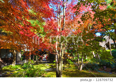 鎌倉 一条恵観山荘の美しい紅葉(神奈川県鎌倉市) 鎌倉 一条恵観山荘の美しい紅葉(神奈川県鎌倉市) 128709732