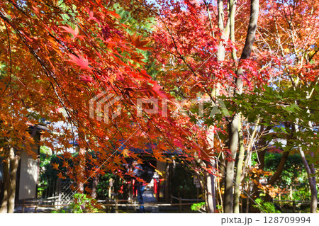 鎌倉　一条恵観山荘の美しい紅葉（神奈川県鎌倉市） 128709994