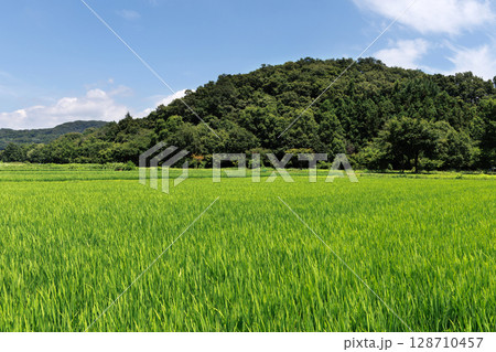 爽やかな田園風景 爽やかな田園風景 128710457