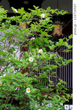 沙羅双樹の花 沙羅双樹の花 128710507