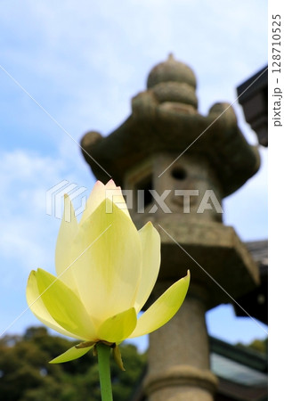 白い蓮の花 128710525