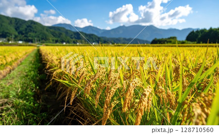 《AI画像》黄金色に輝く稲穂 128710560