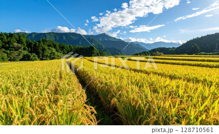 《AI画像》黄金色に輝く稲穂 《AI画像》黄金色に輝く稲穂 128710561