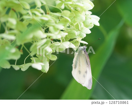 白い紫陽花に止まったモンシロチョウ 128710861