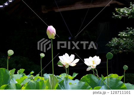 寺の境内に咲くハスの花 寺の境内に咲くハスの花 128711101