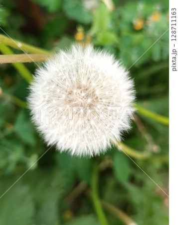 Dandelion with seeds in spring 128711163
