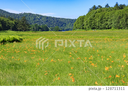 夏の尾瀬　満開のニッコウキスゲ　大江湿原〜尾瀬沼 128711311