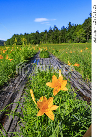 夏の尾瀬 満開のニッコウキスゲ 大江湿原〜尾瀬沼 夏の尾瀬 満開のニッコウキスゲ 大江湿原〜尾瀬沼 128711325