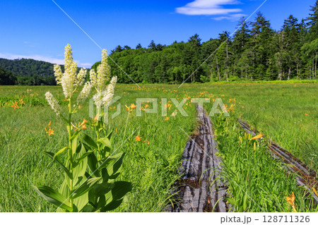 夏の尾瀬　満開のニッコウキスゲ　大江湿原〜尾瀬沼 128711326