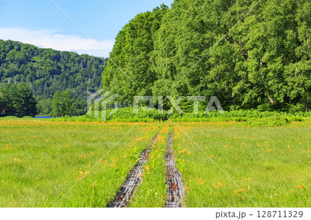 夏の尾瀬 満開のニッコウキスゲ 大江湿原〜尾瀬沼 夏の尾瀬 満開のニッコウキスゲ 大江湿原〜尾瀬沼 128711329