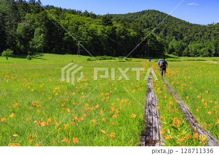 夏の尾瀬 満開のニッコウキスゲ 大江湿原〜尾瀬沼 夏の尾瀬 満開のニッコウキスゲ 大江湿原〜尾瀬沼 128711336