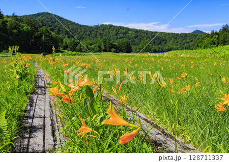 夏の尾瀬 満開のニッコウキスゲ 大江湿原〜尾瀬沼 夏の尾瀬 満開のニッコウキスゲ 大江湿原〜尾瀬沼 128711337