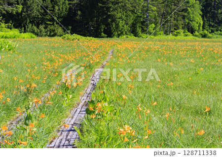 夏の尾瀬 満開のニッコウキスゲ 大江湿原〜尾瀬沼 夏の尾瀬 満開のニッコウキスゲ 大江湿原〜尾瀬沼 128711338