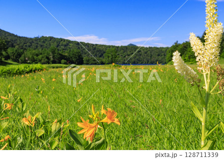 夏の尾瀬　満開のニッコウキスゲ　大江湿原〜尾瀬沼 128711339
