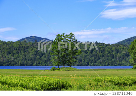 夏の尾瀬 満開のニッコウキスゲ 大江湿原〜尾瀬沼 夏の尾瀬 満開のニッコウキスゲ 大江湿原〜尾瀬沼 128711346