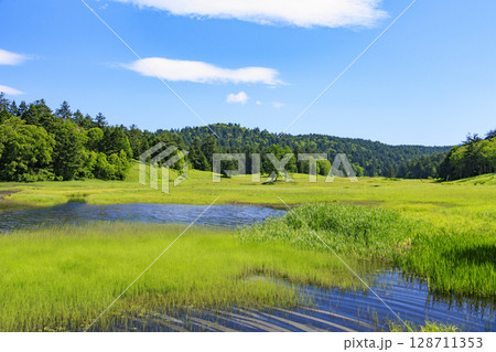 夏の尾瀬　満開のニッコウキスゲ　大江湿原〜尾瀬沼 128711353