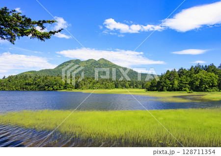 夏の尾瀬　満開のニッコウキスゲ　大江湿原〜尾瀬沼 128711354