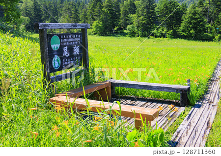 夏の尾瀬 満開のニッコウキスゲ 大江湿原〜尾瀬沼 夏の尾瀬 満開のニッコウキスゲ 大江湿原〜尾瀬沼 128711360