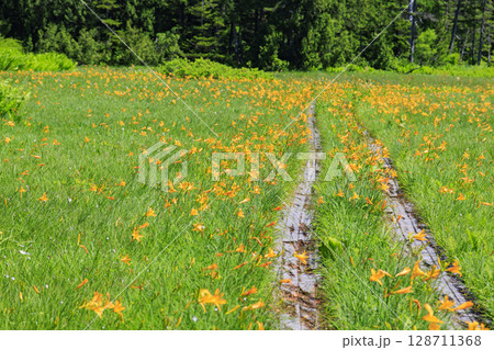 夏の尾瀬 満開のニッコウキスゲ 大江湿原〜尾瀬沼 夏の尾瀬 満開のニッコウキスゲ 大江湿原〜尾瀬沼 128711368