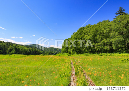 夏の尾瀬　満開のニッコウキスゲ　大江湿原〜尾瀬沼 128711372