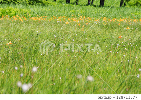 夏の尾瀬 満開のニッコウキスゲ 大江湿原〜尾瀬沼 夏の尾瀬 満開のニッコウキスゲ 大江湿原〜尾瀬沼 128711377