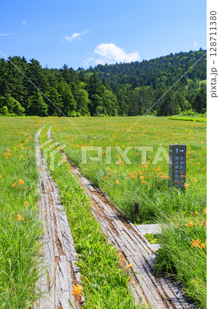 夏の尾瀬　満開のニッコウキスゲ　大江湿原〜尾瀬沼 128711380