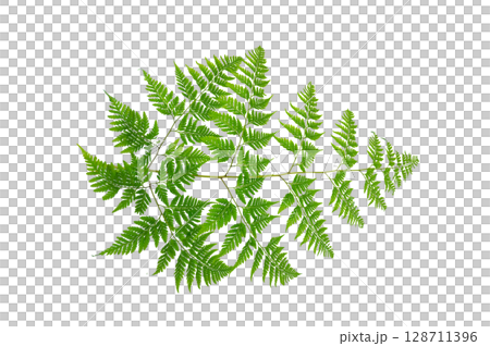 Isolated Fern Plant with Root. Transparent PNG for Botanical Design Green Fern with Root Realistic Plant PNG for Natural Decor Isolated Fern Plant with Root. Transparent PNG for Botanical Design Green Fern with Root Realistic Plant PNG for Natural Decor 128711396