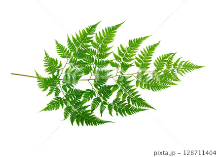 Isolated Fern Plant with Root. Transparent PNG for Botanical Design Green Fern with Root Realistic Plant PNG for Natural Decor 128711404