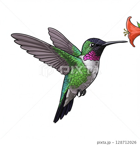 Colorful illustration of a hummingbird feeding on nectar from a red flower isolated 128712026