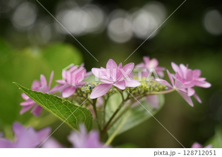 ピンク色の可愛いガクアジサイの花　ほんわか　丸ボケ背景 128712051
