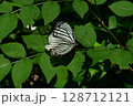 葉にとまるアカボシゴマダラ 128712121