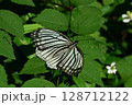 葉にとまるアカボシゴマダラ 128712122