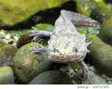 水槽の石の上にいる野生色の(マーブル模様の)アホロートル(ウーパールーパー)の正面 水槽の石の上にいる野生色の(マーブル模様の)アホロートル(ウーパールーパー)の正面 128712303
