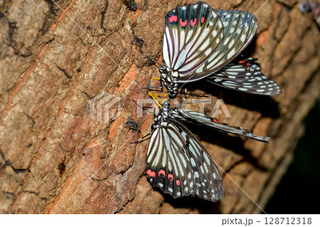 アカボシゴマダラ 128712318