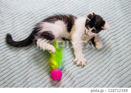 Beautiful kitten playing with a toy on a bed Beautiful kitten playing with a toy on a bed 128712389