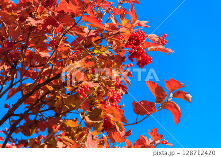 Red berries of viburnum in the garden on the bush at autumn Red berries of viburnum in the garden on the bush at autumn 128712420