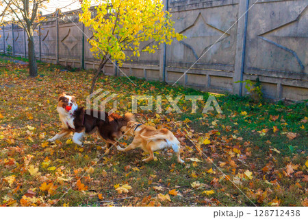 Australian shepherd and labrador retriever playing in autumn park Australian shepherd and labrador retriever playing in autumn park 128712438