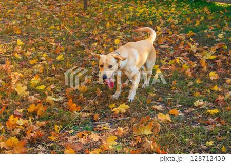 Young labrador retriever dog running in autumn park Young labrador retriever dog running in autumn park 128712439